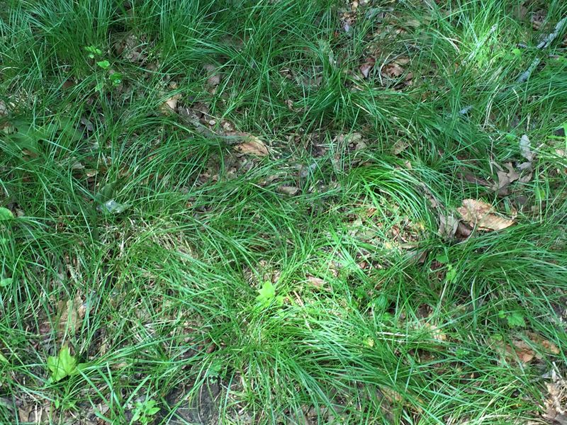 Pennsylvania and Cherokee Sedge (Carex spp.)