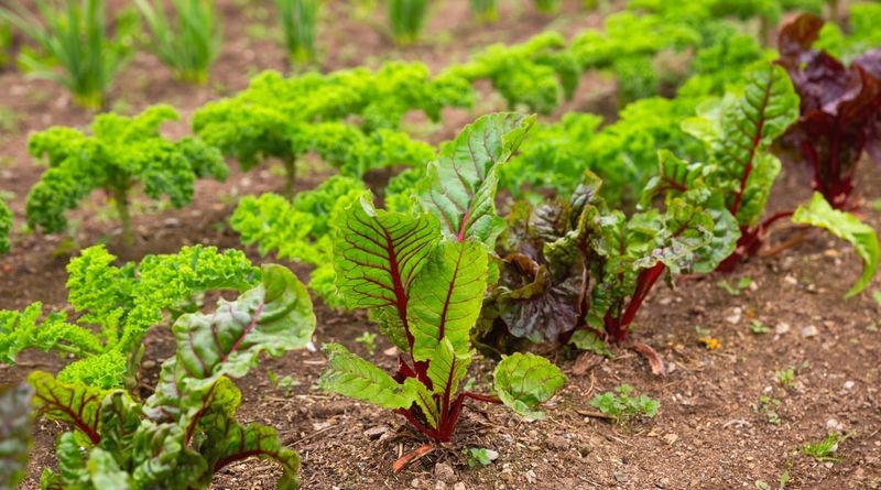Cabbage Family Crops