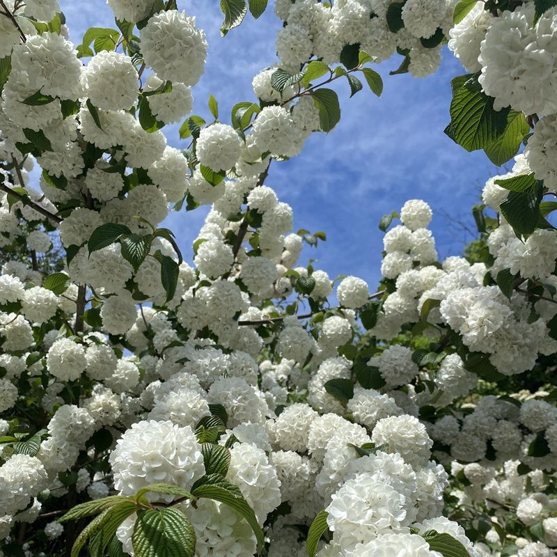 Viburnum
