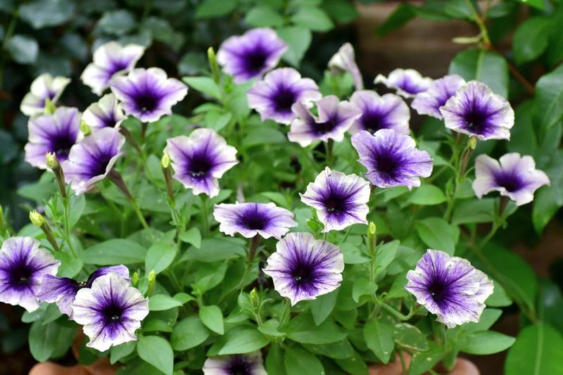 Mistaking Green Leaves for a Happy Plant