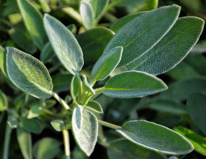 Choose the right sage for the right North Carolina site
