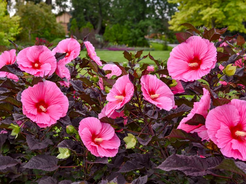 Hibiscus