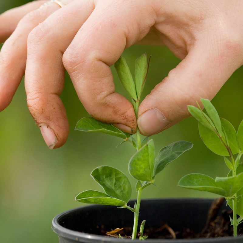 The Early Bird Pinch for Young Plants