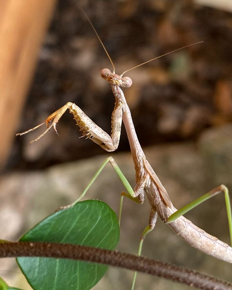 A generalist predator cannot certify tomato pest control