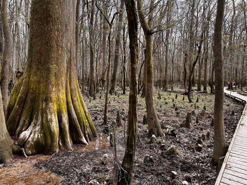 The Largest Old-Growth Bottomland Hardwood Forest In North America