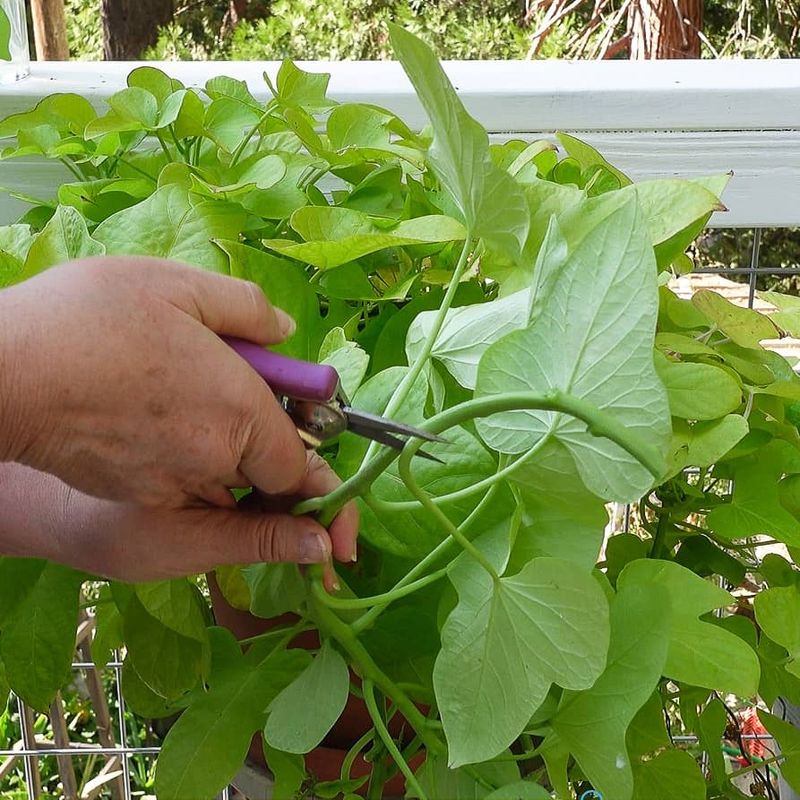 Harvest young tips without stripping the plant
