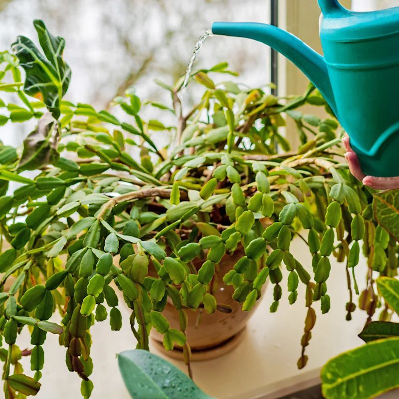 Water by the potting mix, not by the calendar