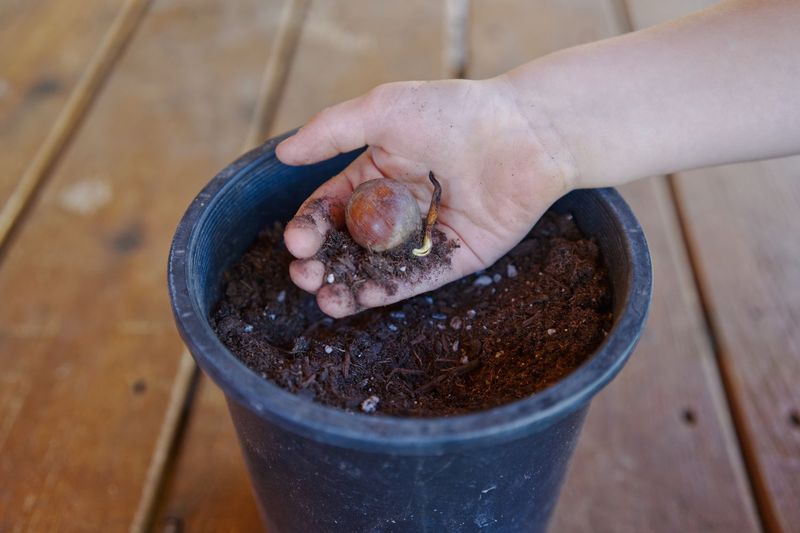 Homemade Potting Mix Ingredient