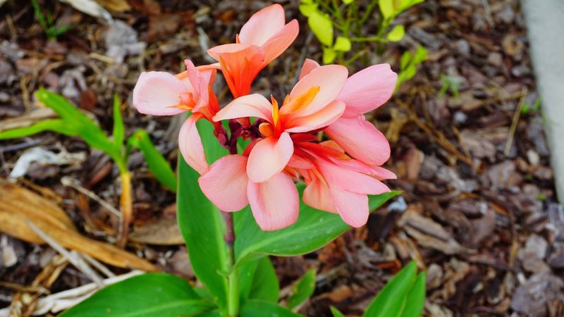 Choose the method that gives your rhizomes the best chance