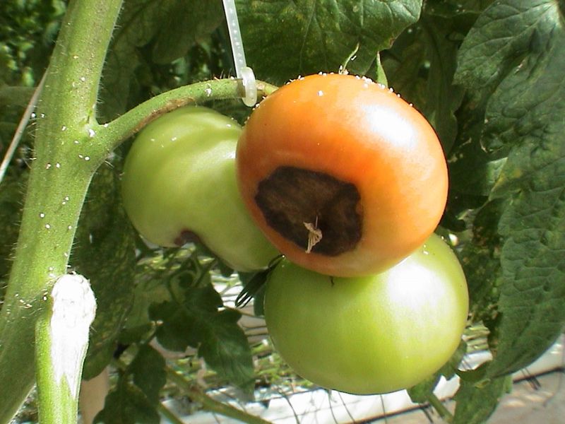 Expecting It To Stop Blossom End Rot