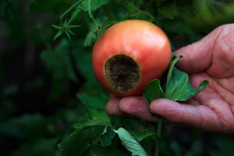 Separate watering problems from other tomato symptoms