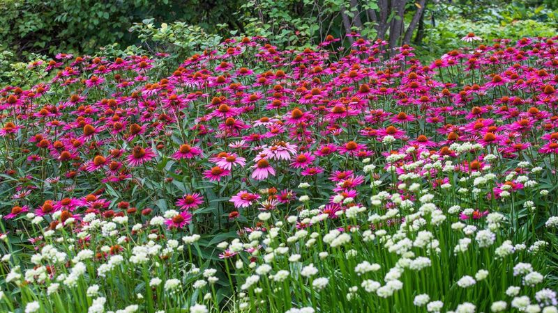 Extend forage with overlapping native blooms