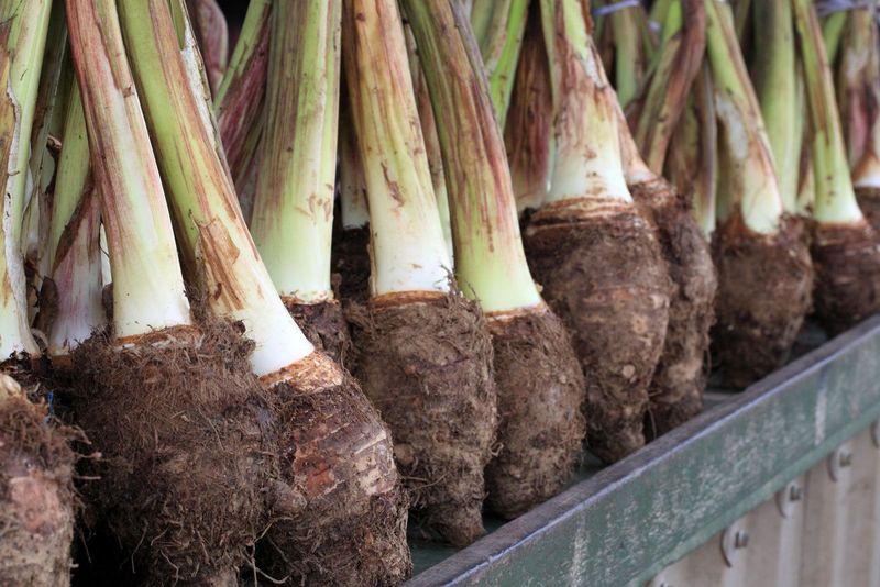 The underground harvest is a corm, often called taro root