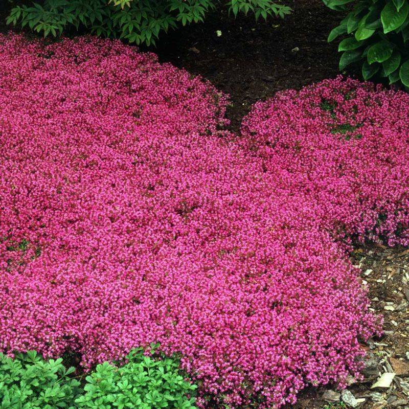 A dense mat blocks some new weeds