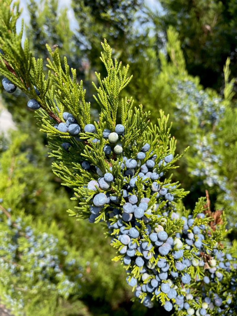 Common Juniper