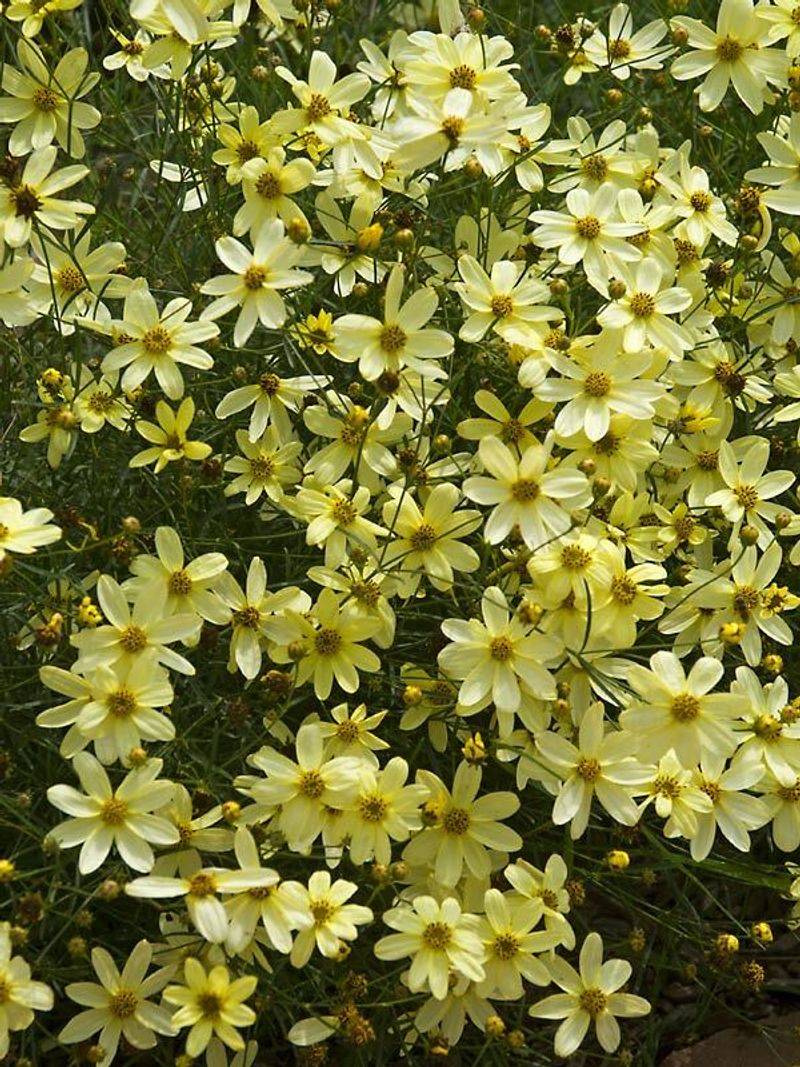 Threadleaf Coreopsis (Coreopsis verticillata)