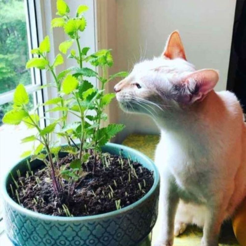 Contain catnip and consider your cats