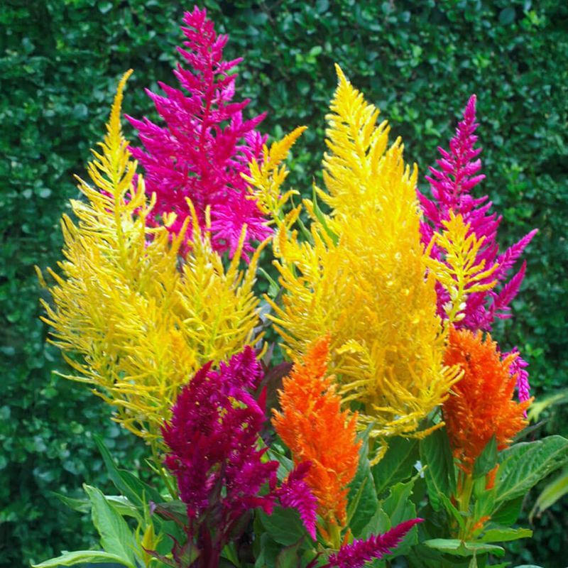 Celosia