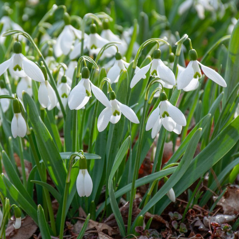 Snowdrops (Galanthus)