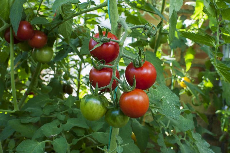 Start tomatoes in the safest practical location