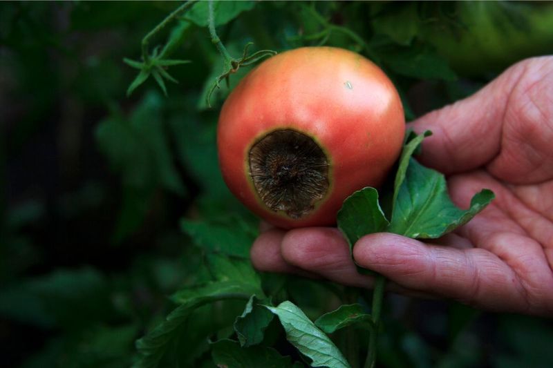 True Calcium Shortage in the Soil
