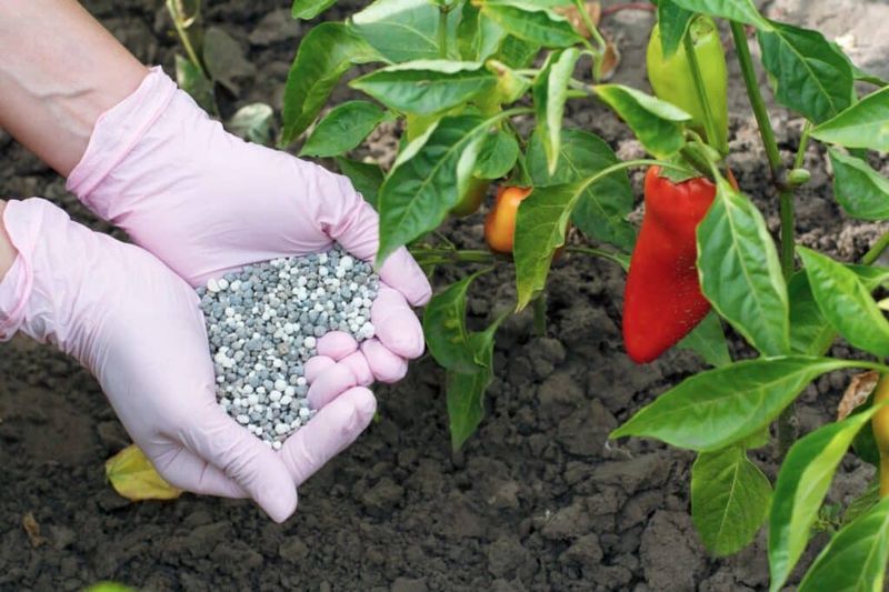 Pick a Balanced or Potassium-Leaning Fertilizer