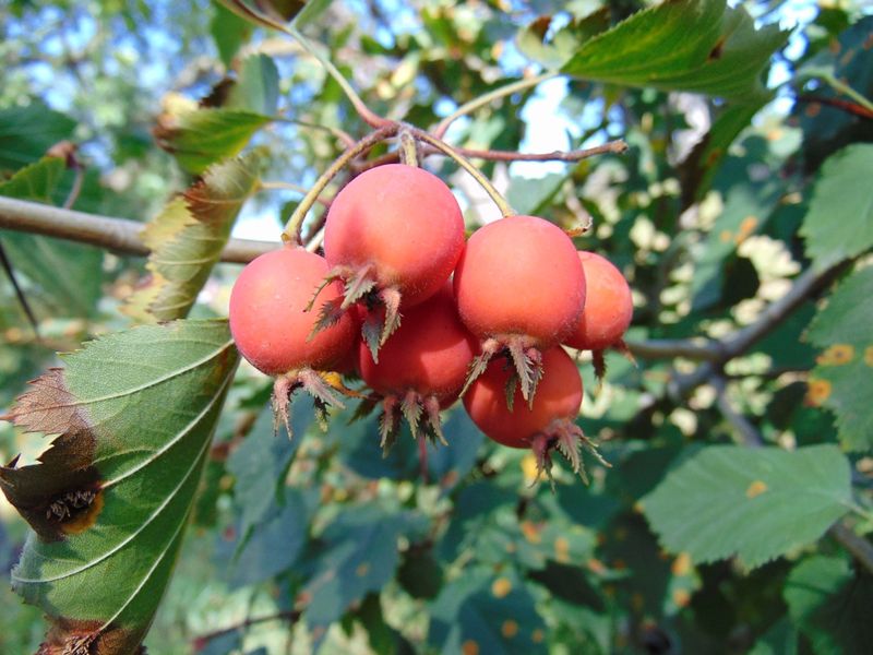 Hawthorn (Crataegus spp.)