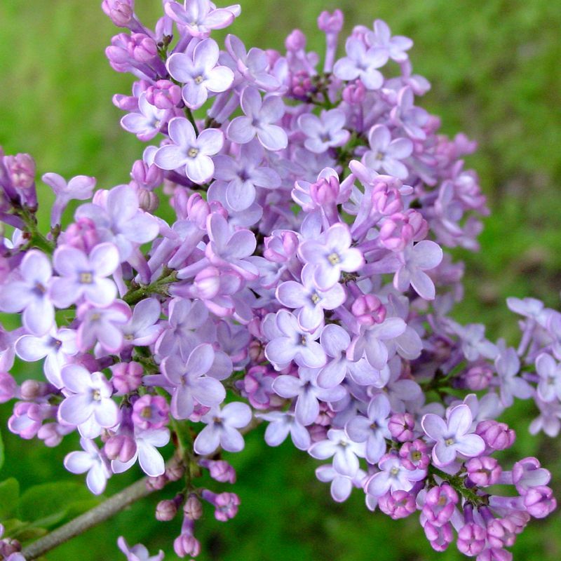 Lilac