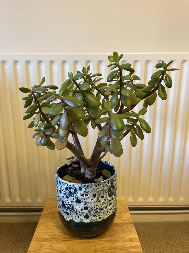 Normal Aging Of Old Leaves