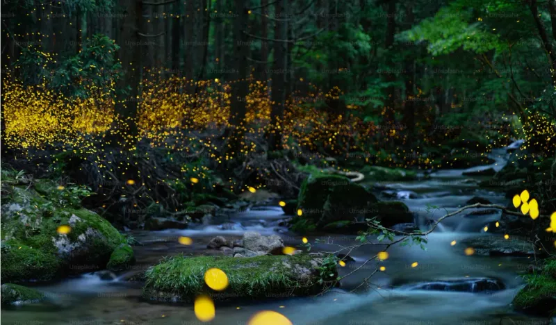 Set the Stage for Fireflies to Return Next Summer