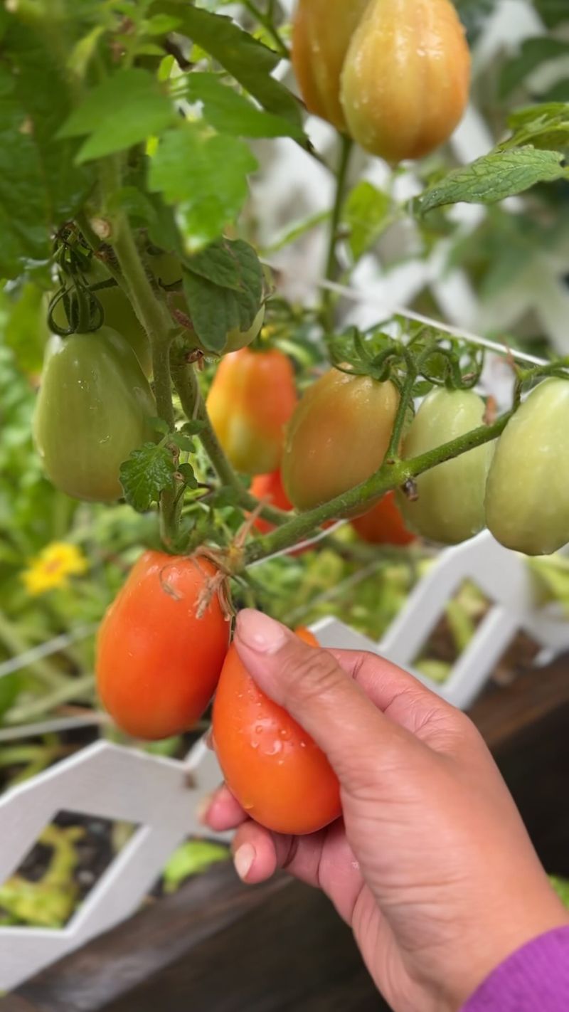 Harvest vulnerable fruit before damaging weather