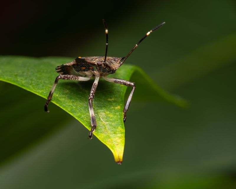 Which stink bug is showing up?