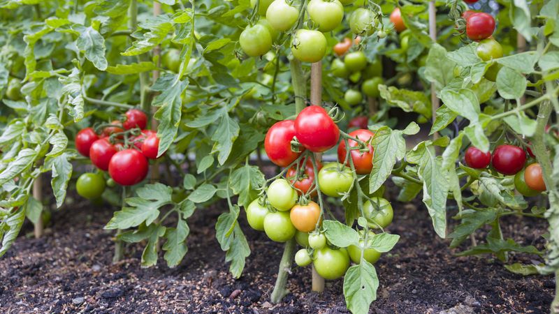 Basil May Disrupt How Certain Insects Find Tomatoes