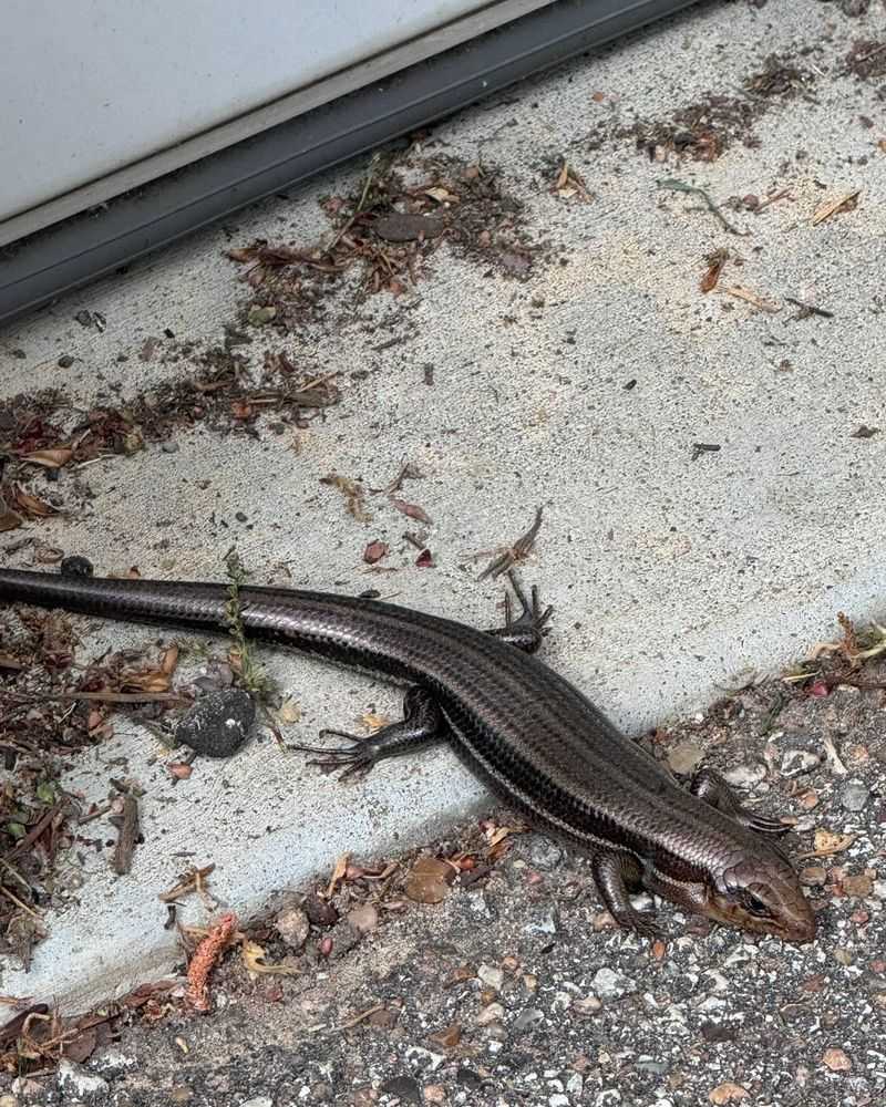 A Patio Crossing Is a Habitat Clue, Not a Yard-Health Test