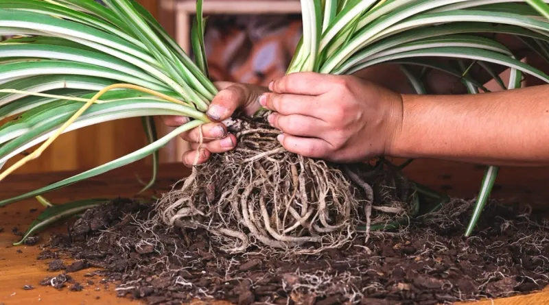 Fresh Soil Helps When the Growing Medium Has Declined