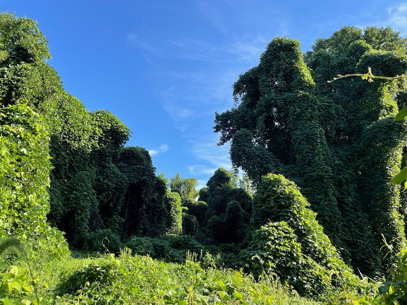 State and local plant rules vary by species, place, and condition