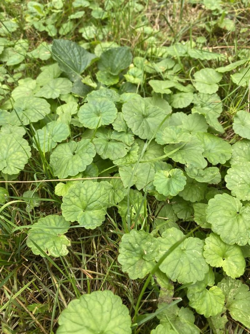 When does fall help with a lawn infestation?