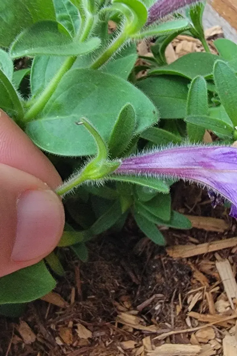 Deadhead according to the petunia’s type
