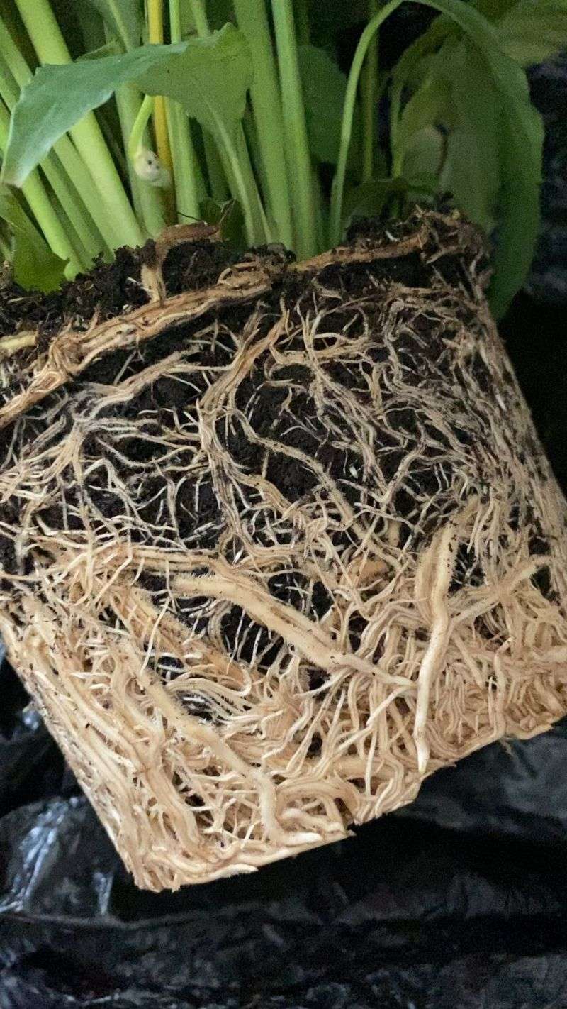 A Cramped Pot Chokes the Roots