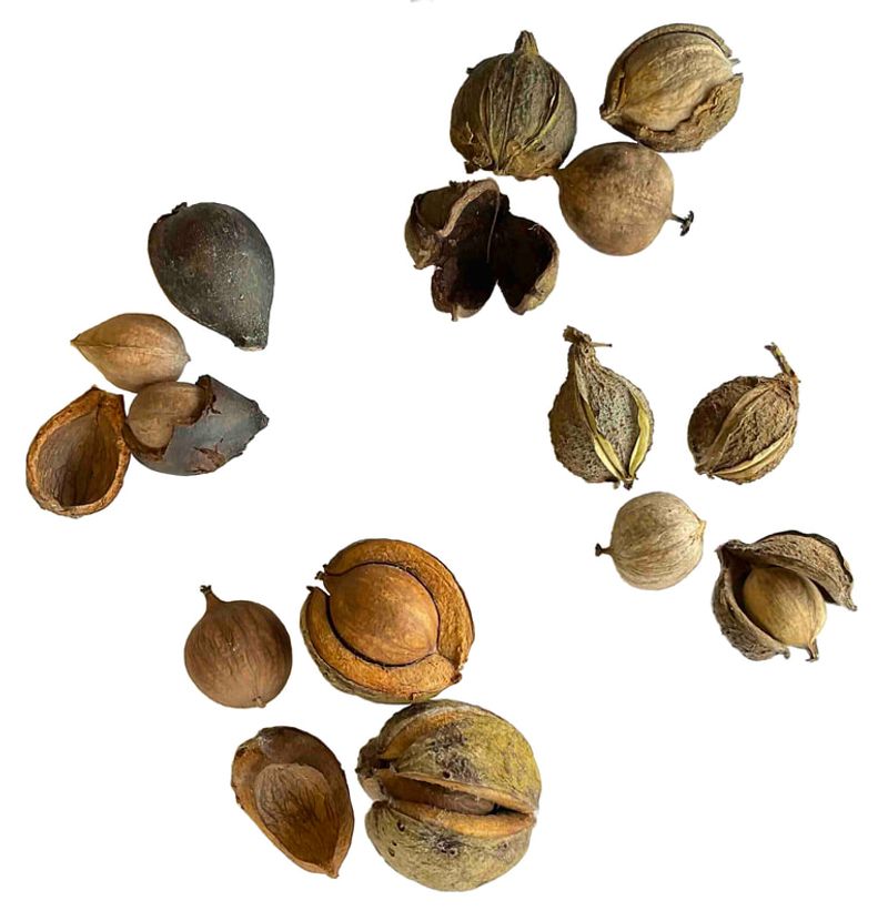 Choose the right hickory for food