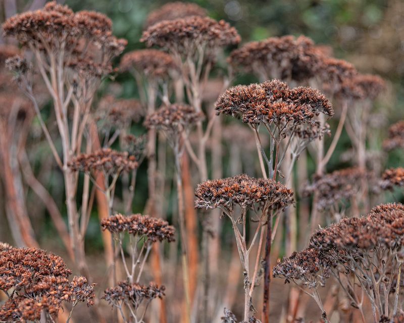 Sedum (Stonecrop)