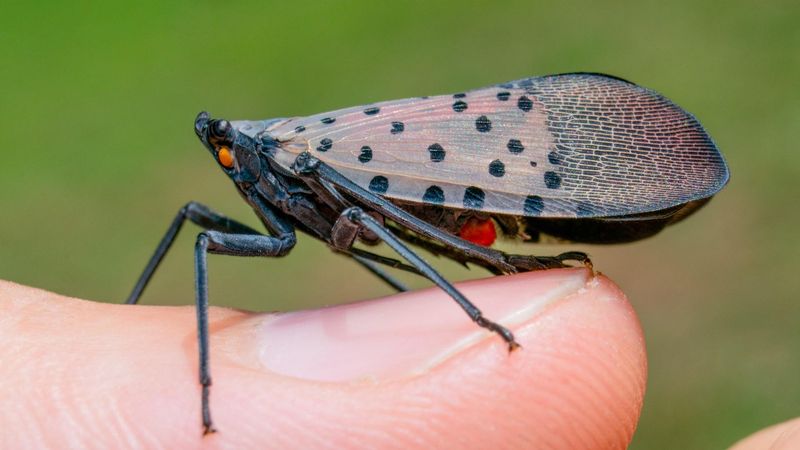 Protect people and wildlife during yard management
