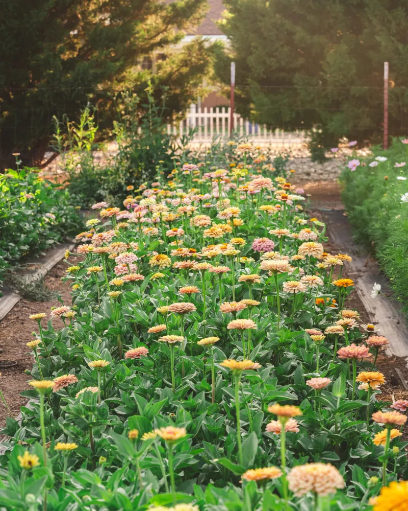 Practice Succession Planting