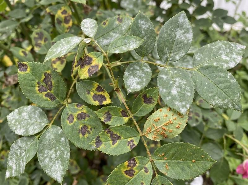 Catch Late Pests and Mildew Early