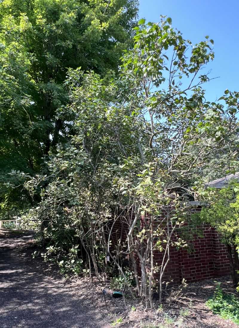Renew an overgrown shrub with care