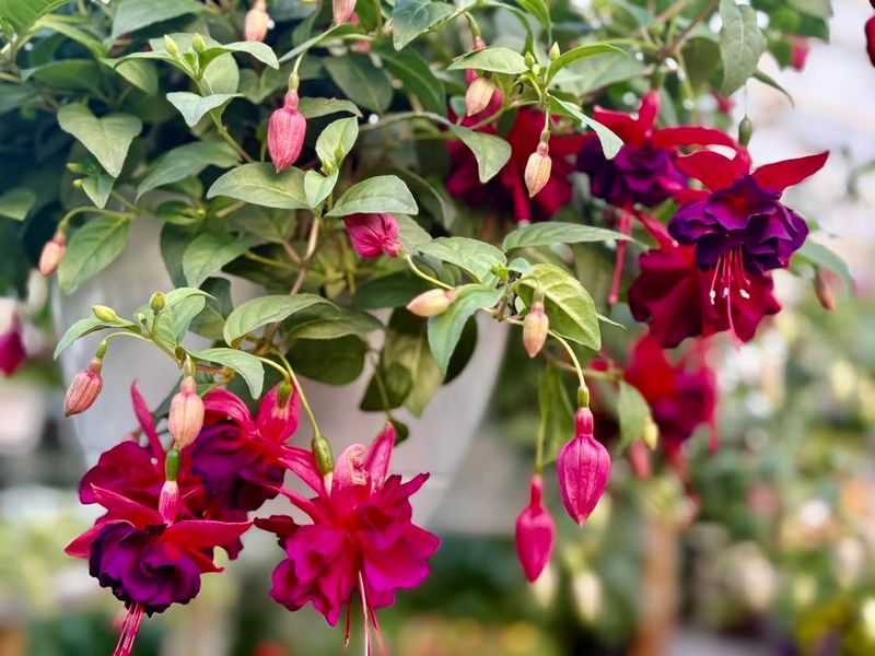 Fuchsia in Hanging Baskets