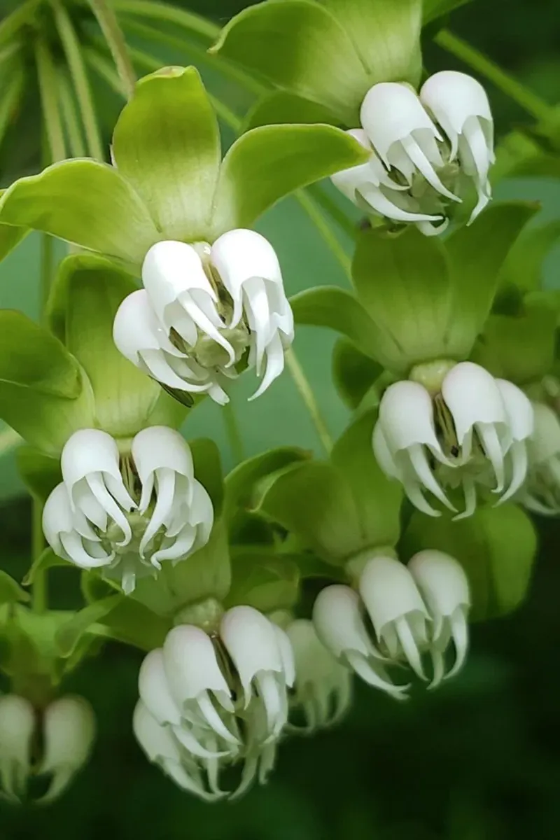 Poke Milkweed (Asclepias exaltata)
