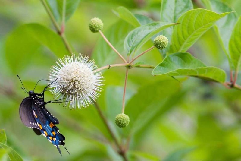 Buttonbush (Cephalanthus occidentalis)