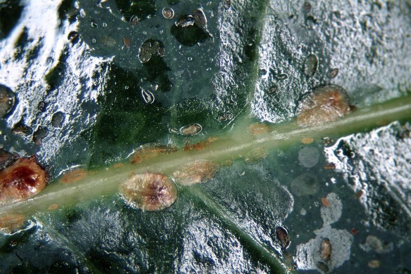 Do not expect a rinse to remove established scale