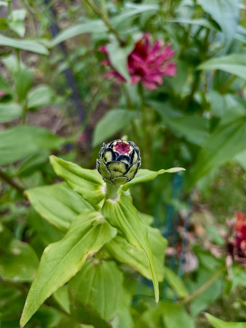 Buds That Form But Never Open